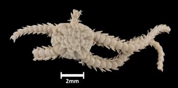 Media type: image;   Invertebrate Zoology OPH-3501 Aspect: dorsal